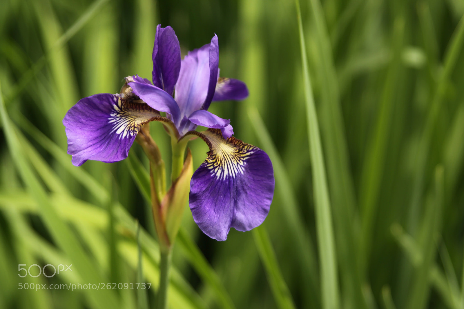 Canon EOS 50D sample photo. Wild photography