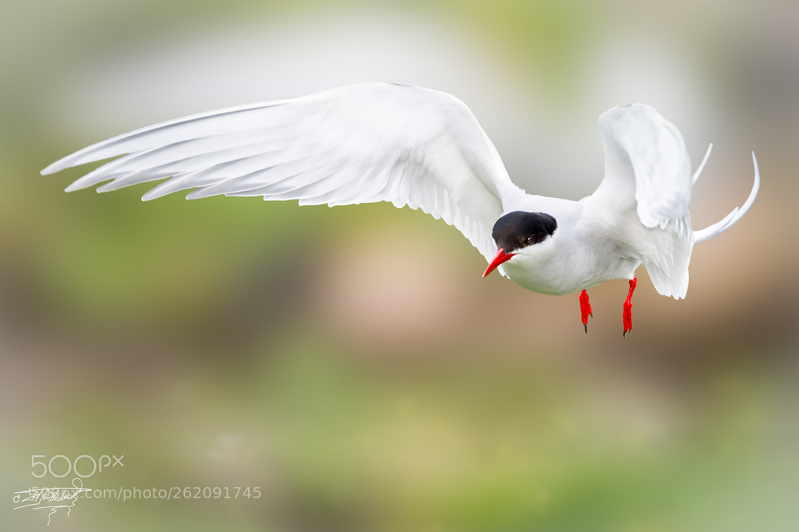 Nikon D5 sample photo. Arctic tern photography