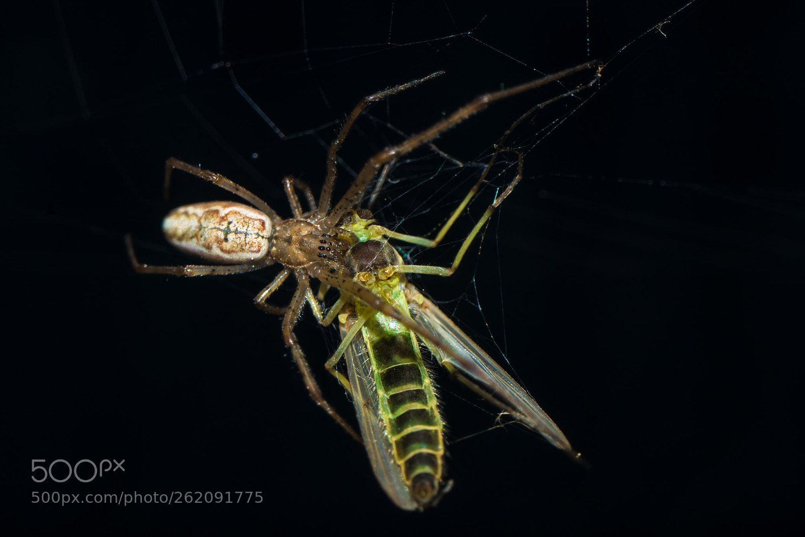Nikon D800 sample photo. Spider catch mosquito in photography