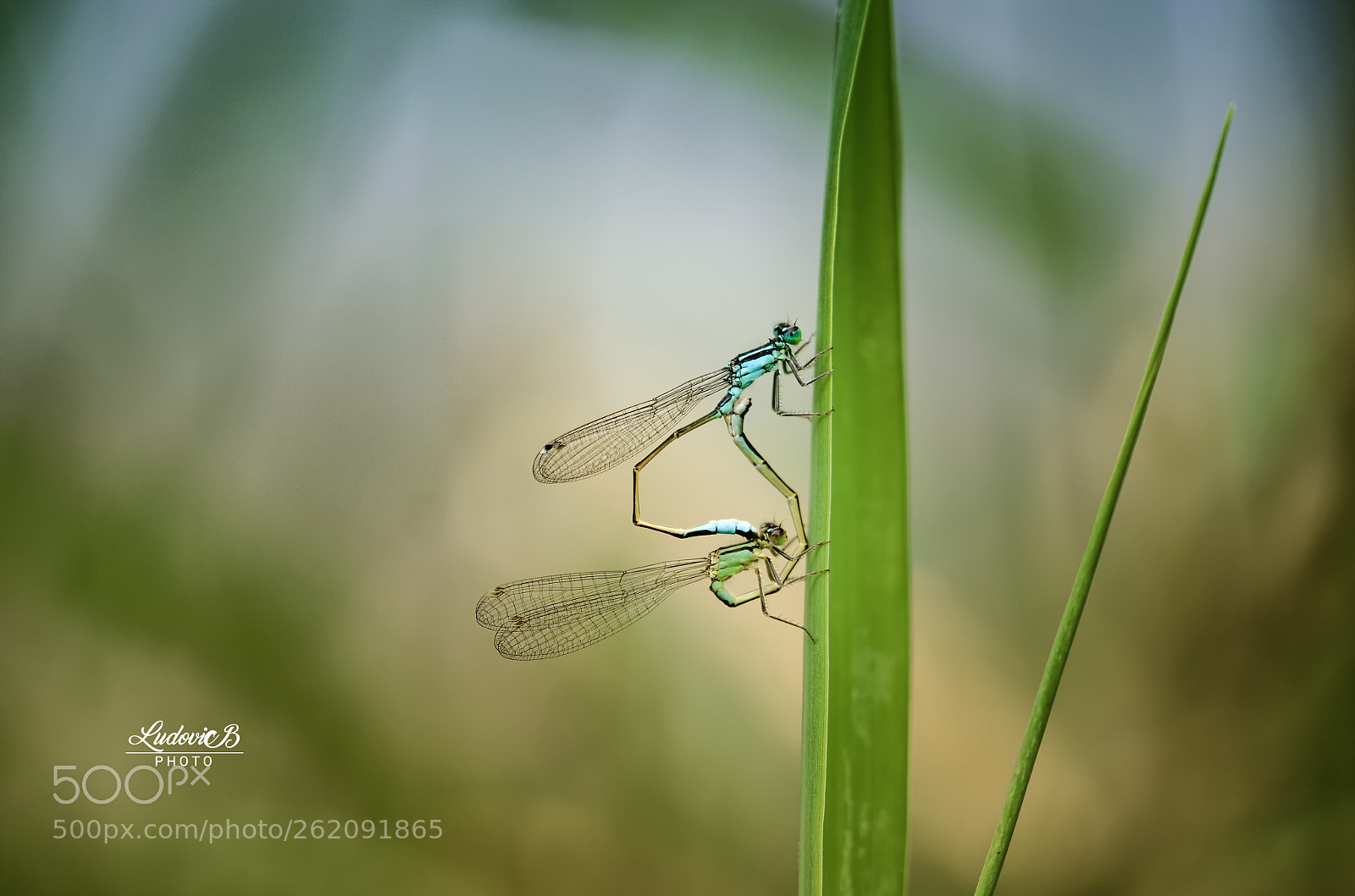 Nikon D7000 sample photo. Demoiselles photography