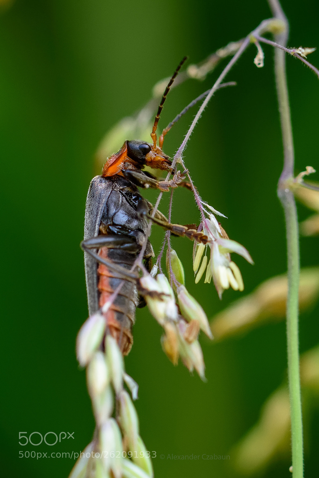 Nikon D5500 sample photo. Leatherwings photography