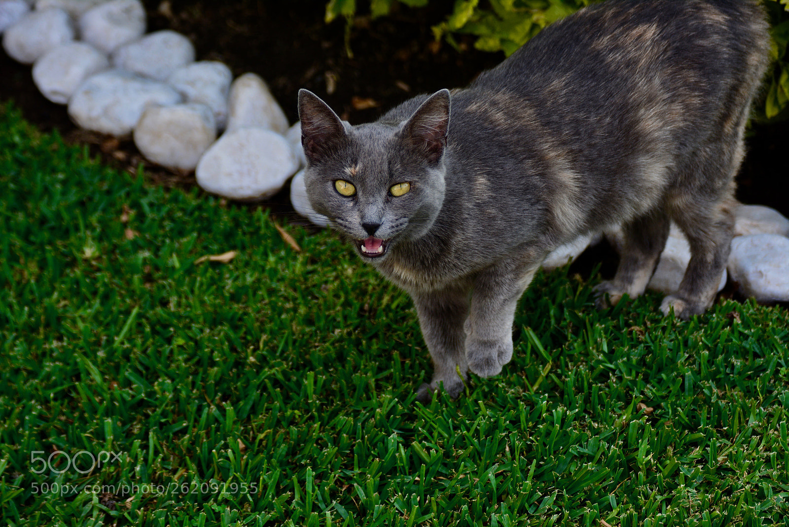 Nikon D5200 sample photo. Cat in mexico photography