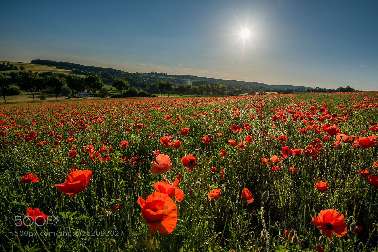 Nikon D810 sample photo. Poppies photography