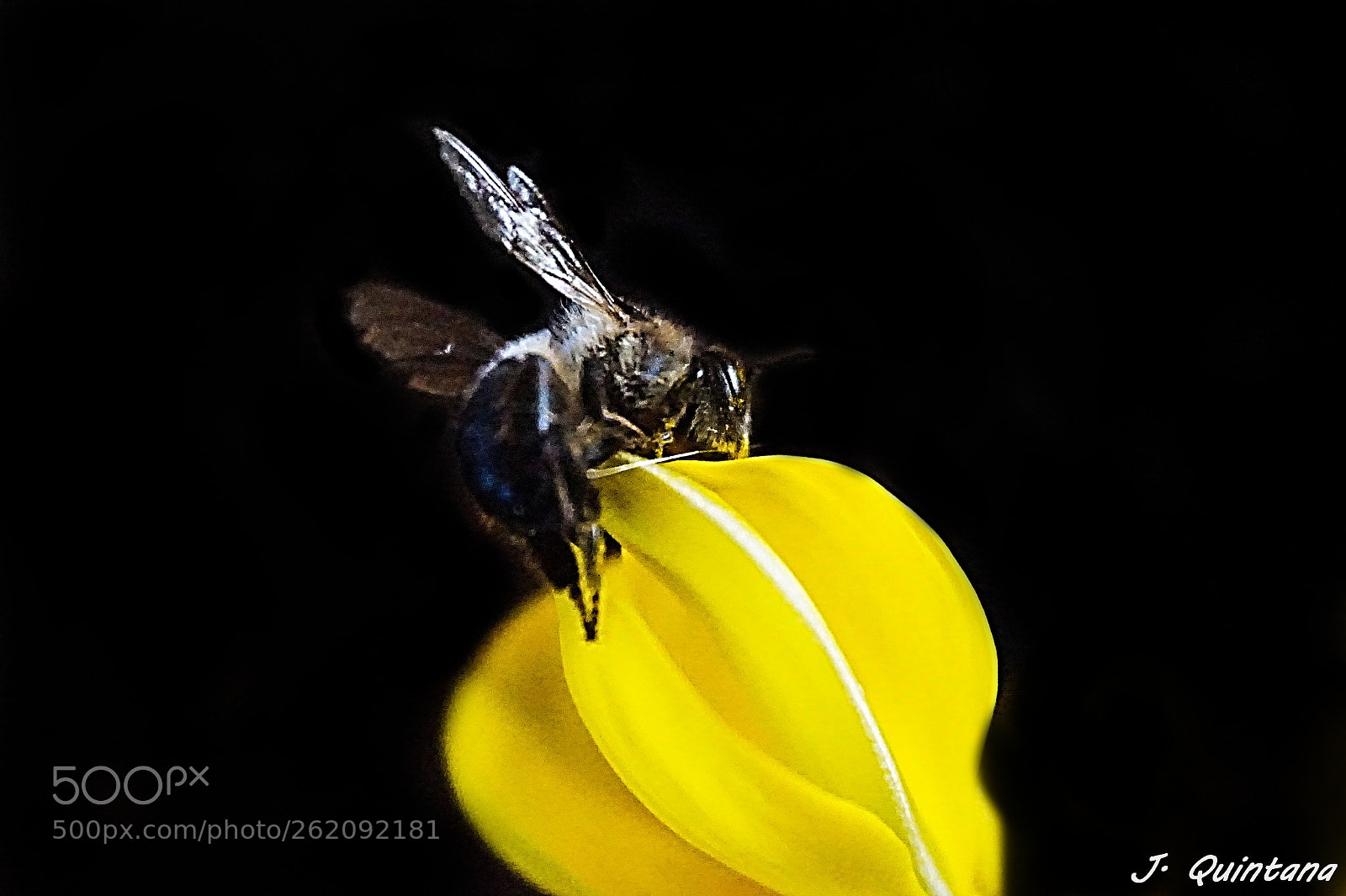 Sony Alpha a5000 (ILCE 5000) sample photo. Insecto photography