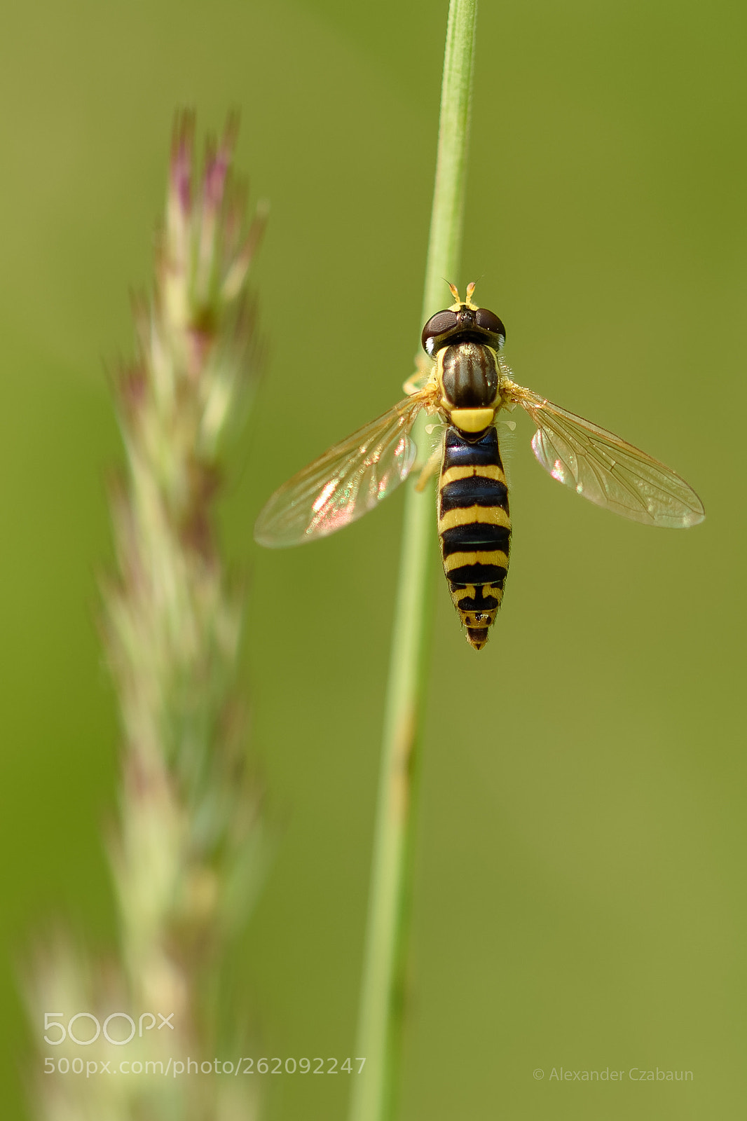Nikon D5500 sample photo. Hoverfly photography