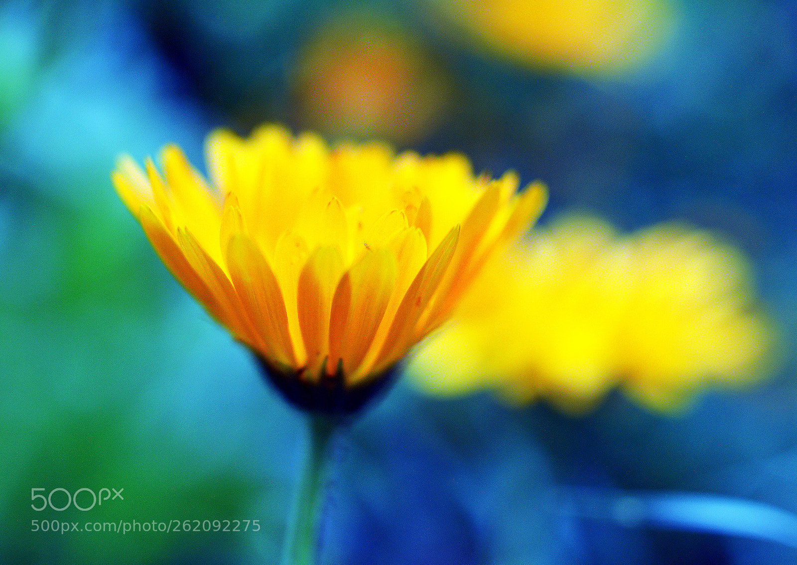 Nikon D3200 sample photo. Capricho natural photography