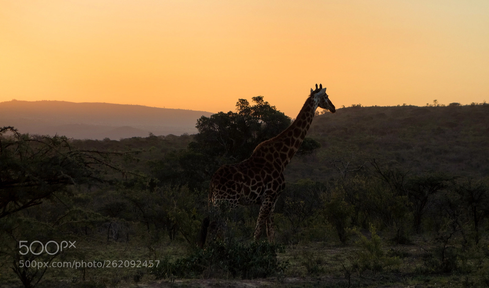 Sony Cyber-shot DSC-RX100 sample photo. Giraffe at dusk photography