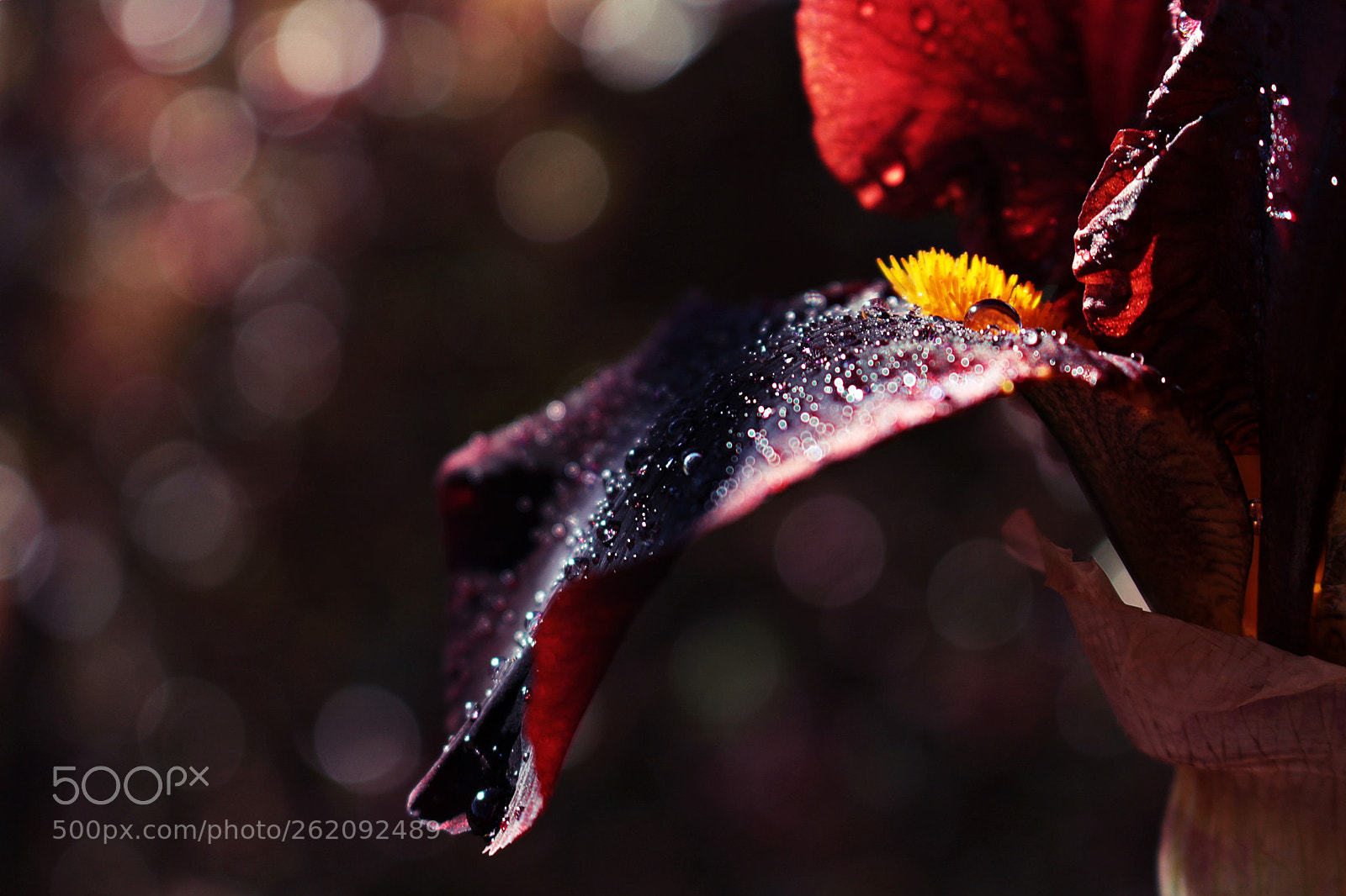 Canon EOS 700D (EOS Rebel T5i / EOS Kiss X7i) sample photo. Gladiolus photography