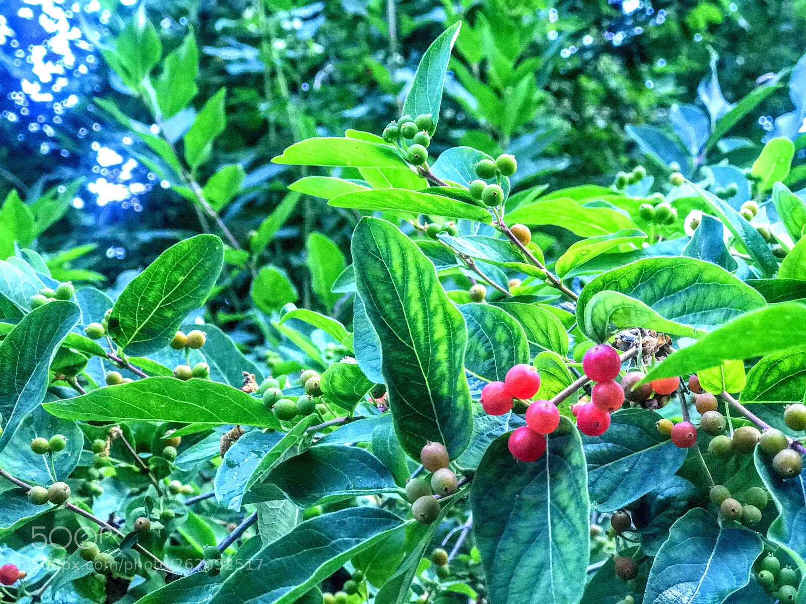 Apple iPhone 7 Plus sample photo. Green photography