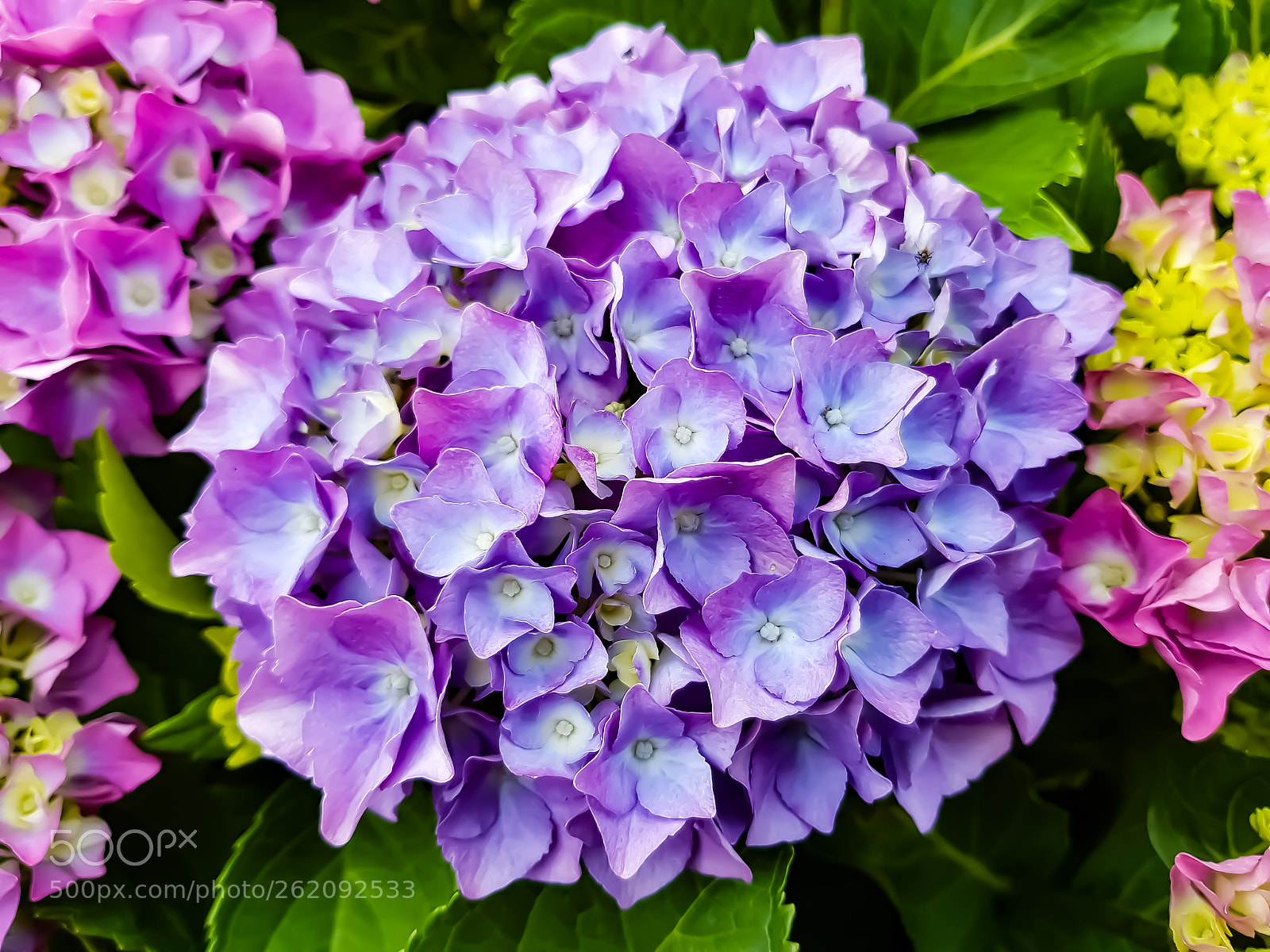 Samsung Galaxy S8+ sample photo. Hortensia photography