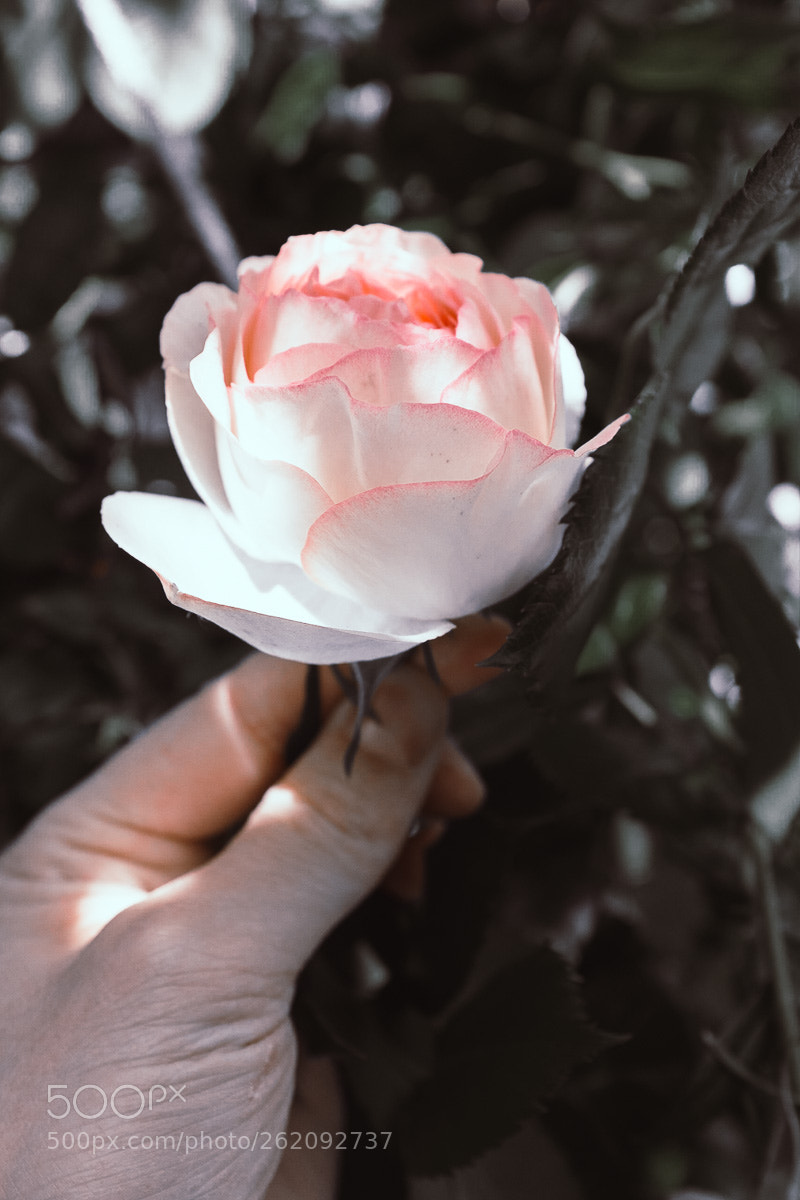 Fujifilm X100T sample photo. Lovely rose photography