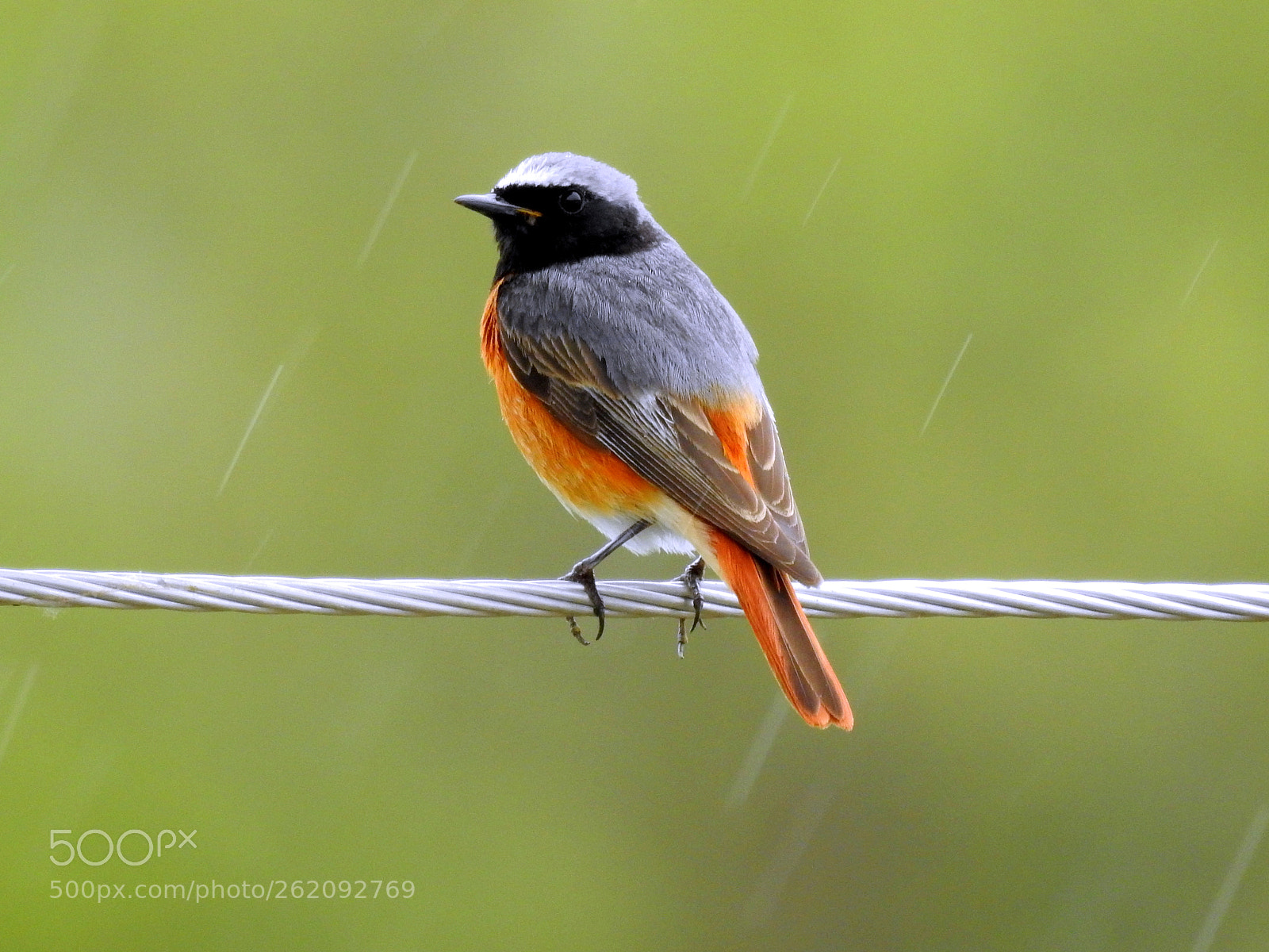 Nikon Coolpix P900 sample photo. Common redstart / phoenicurus phoenicurus . . . photography