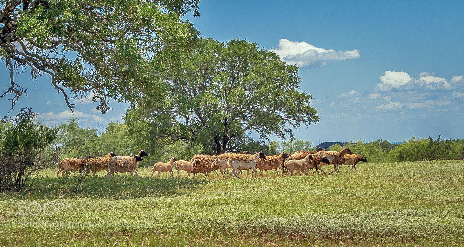 Canon EOS 5D Mark IV sample photo. Goats running at noon photography
