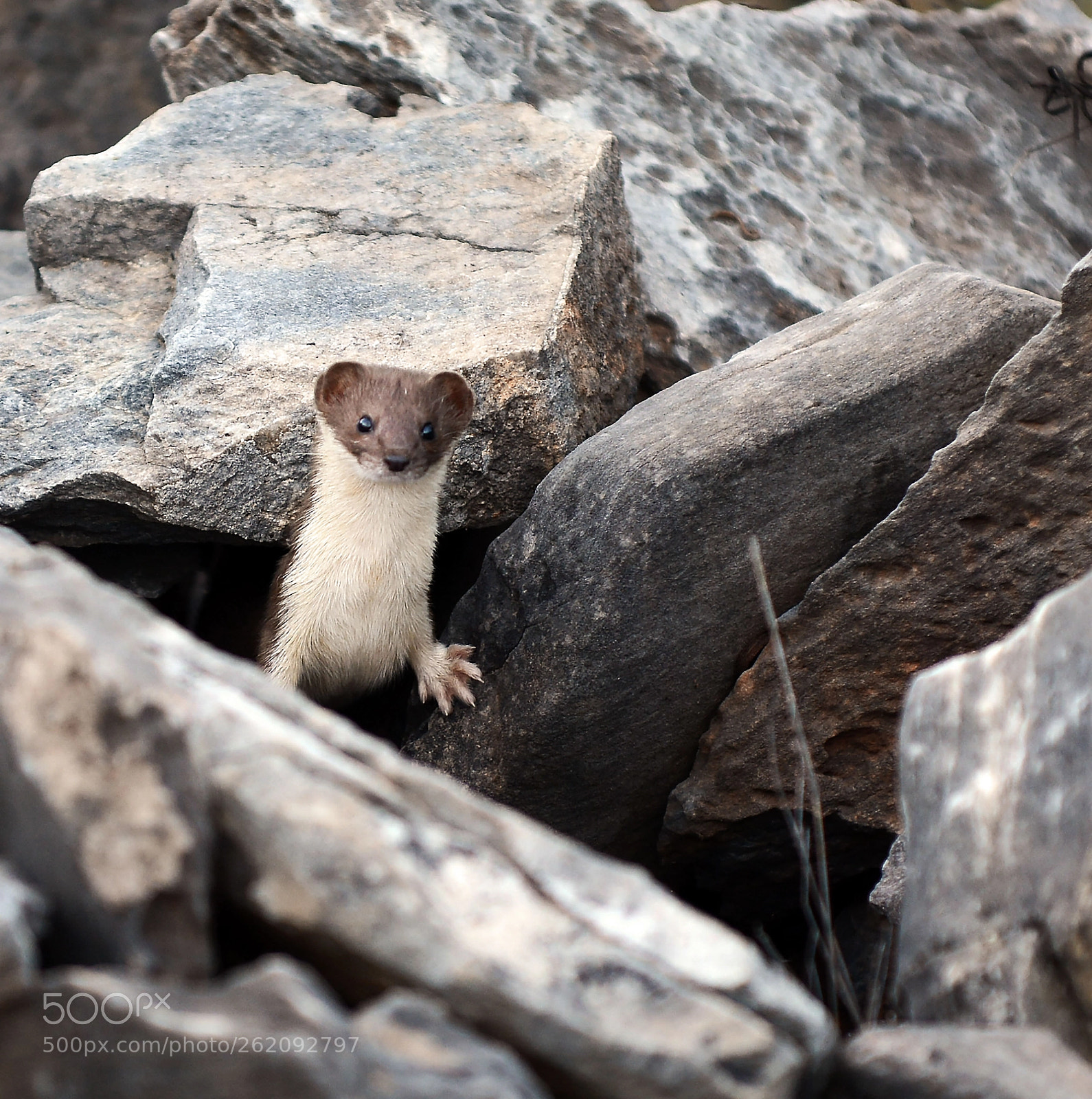 Nikon D7100 sample photo. Weasel in the woods photography
