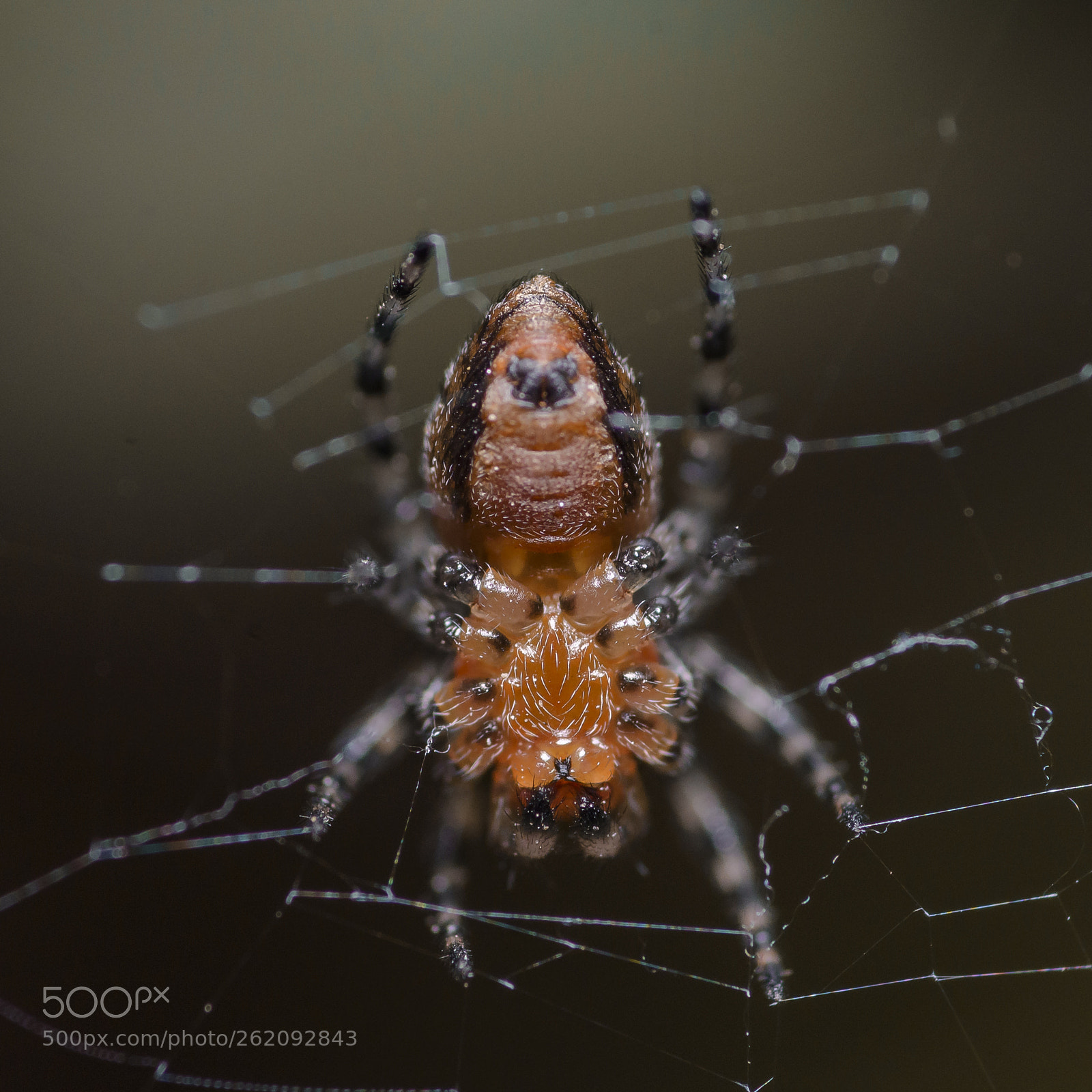 Nikon D7200 sample photo. Ventral look of an photography