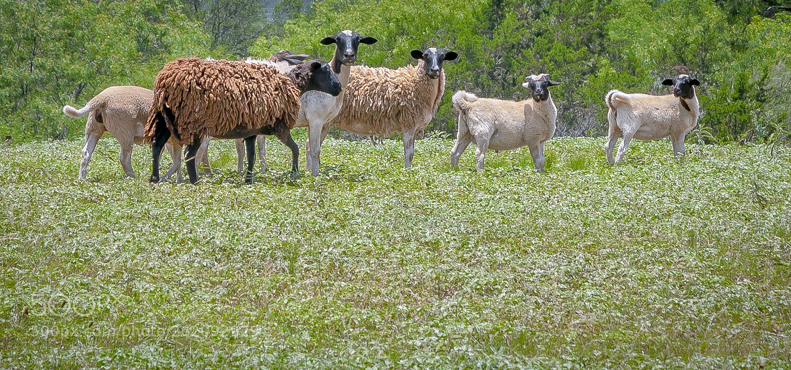 Canon EOS 5D Mark IV sample photo. Goats looking at me photography
