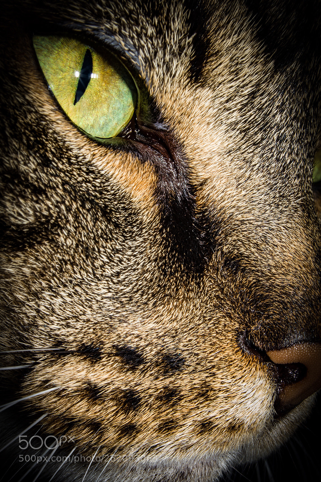 Canon EOS 60D sample photo. So close photography