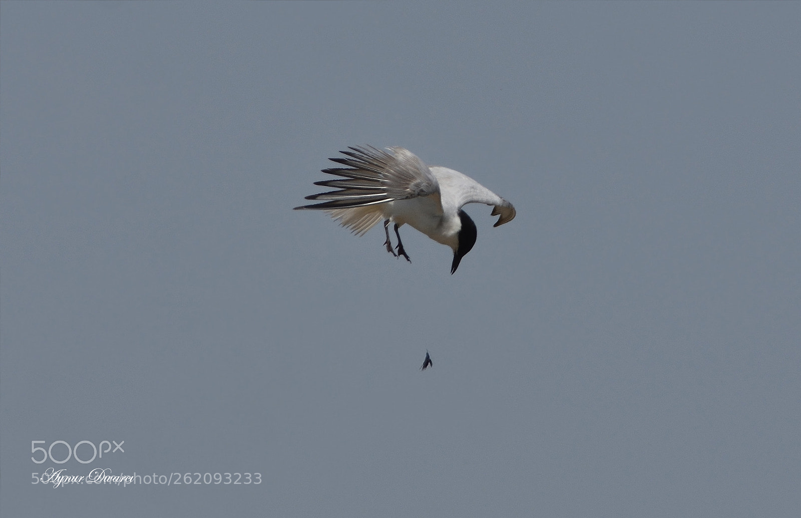 Nikon D7200 sample photo. Gull-billed tern - gelochelidon photography