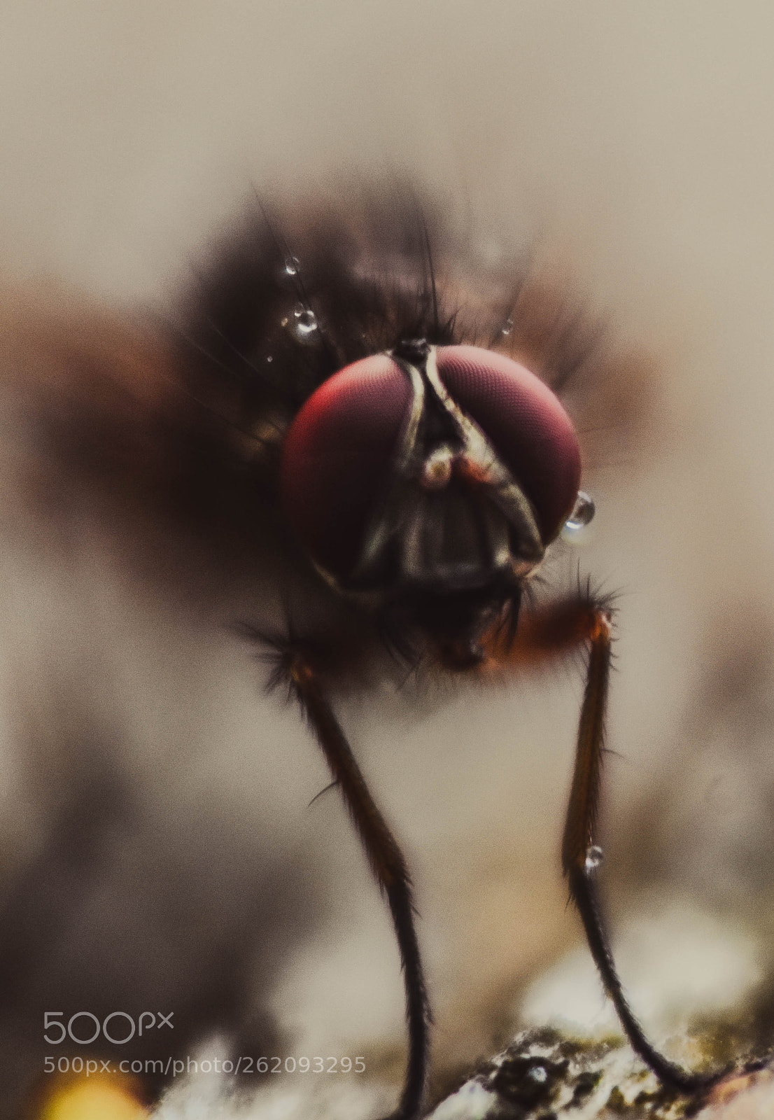 Nikon D3400 sample photo. Macro fly photography