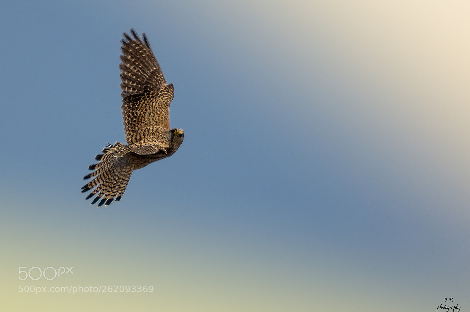 Nikon D7200 sample photo. The kestrel photography