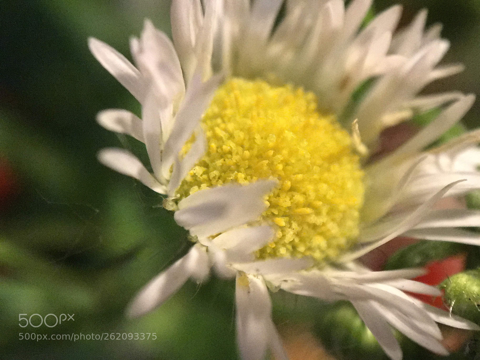 Apple iPhone 7 Plus sample photo. Flower close-up photography