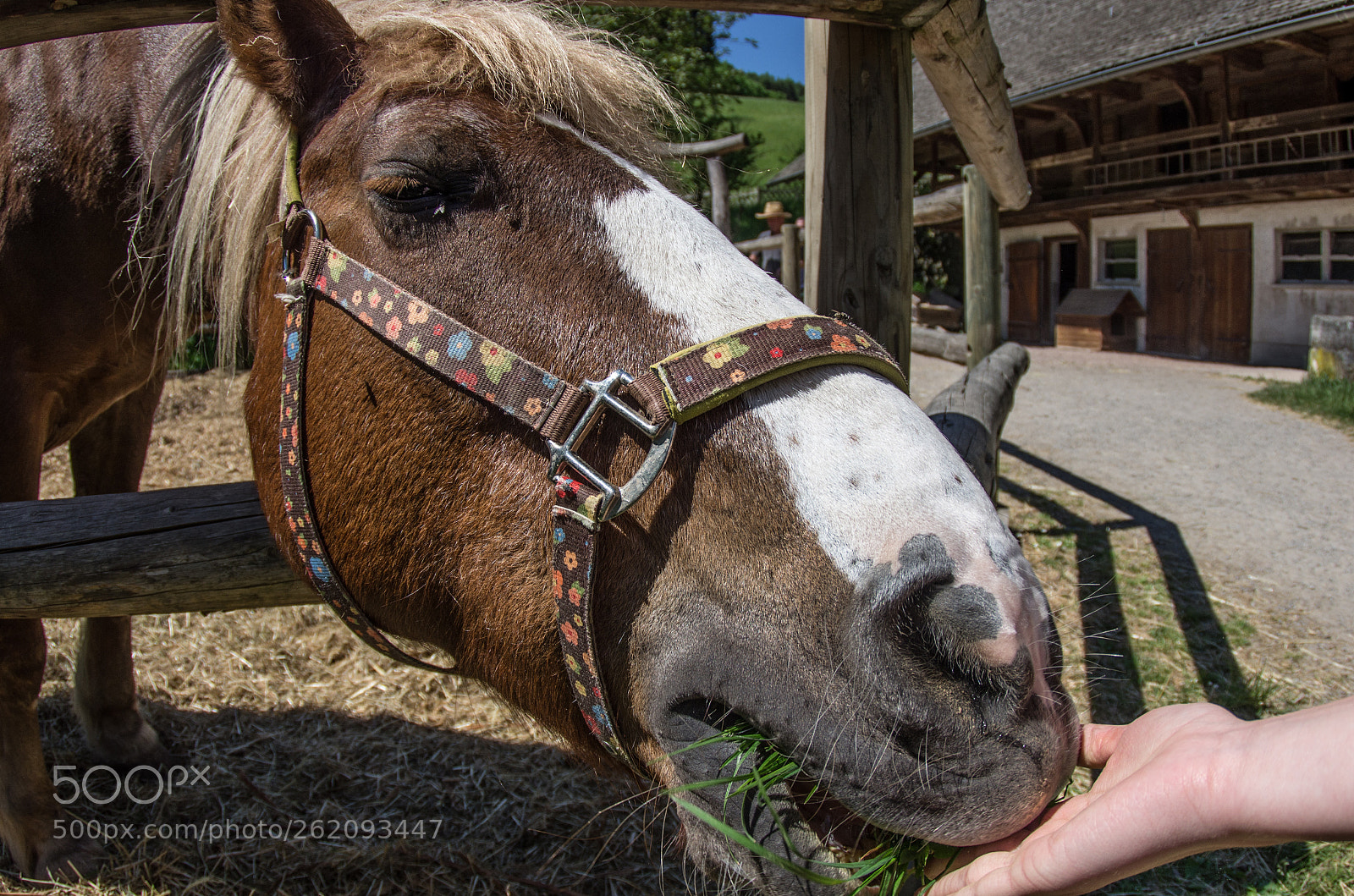 Pentax K-5 sample photo. Horse and grass photography