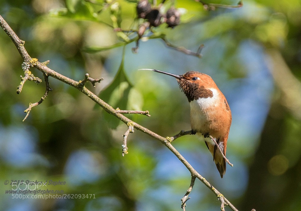 Canon EOS 7D Mark II sample photo. "saucy bird!" photography