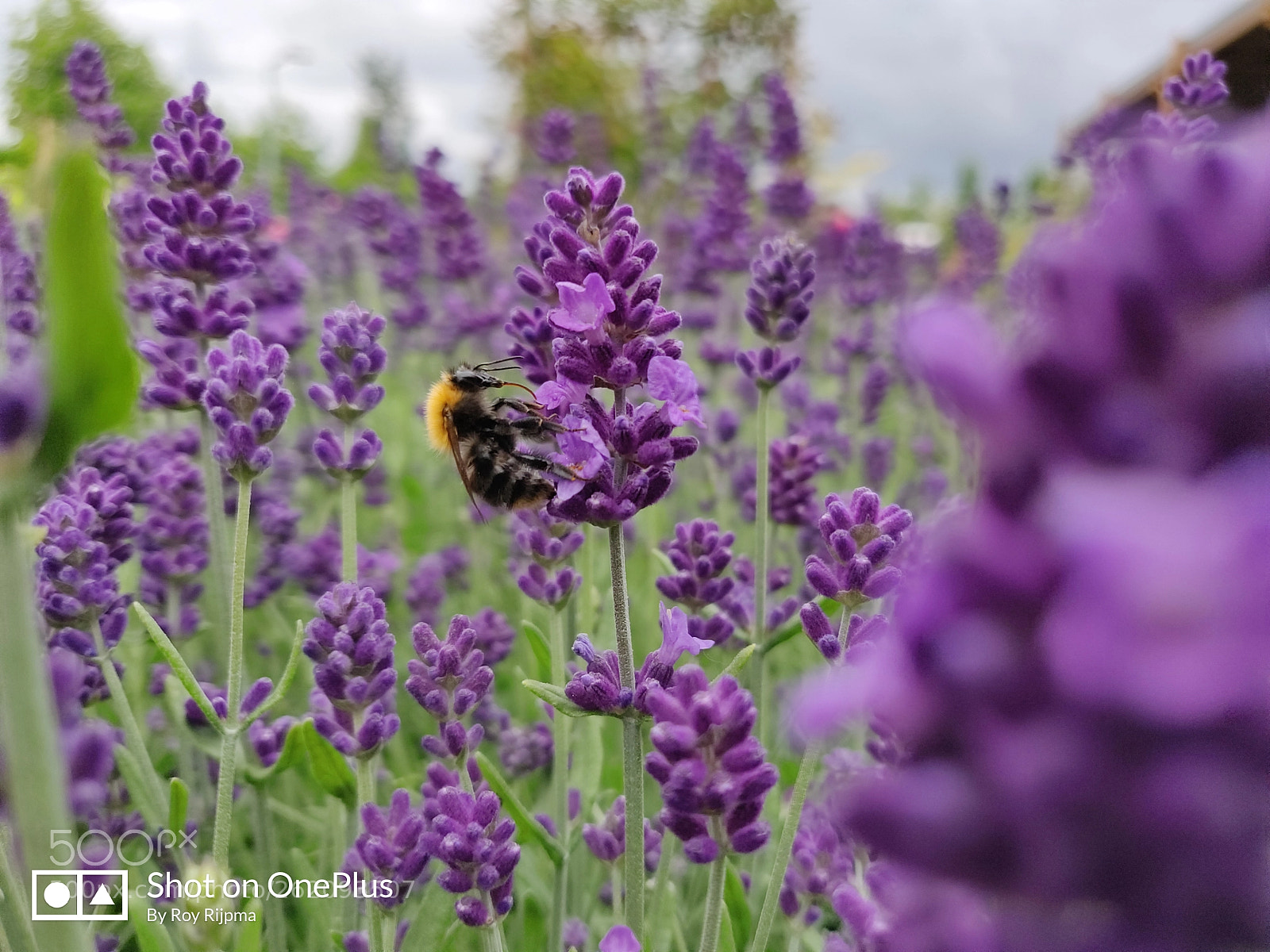 OnePlus 6 sample photo. Bee on leenders photography
