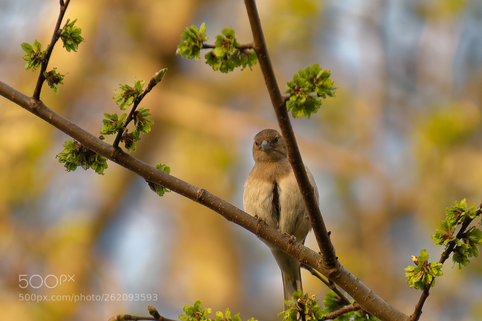 Nikon D500 sample photo. 500px-2.jpg photography
