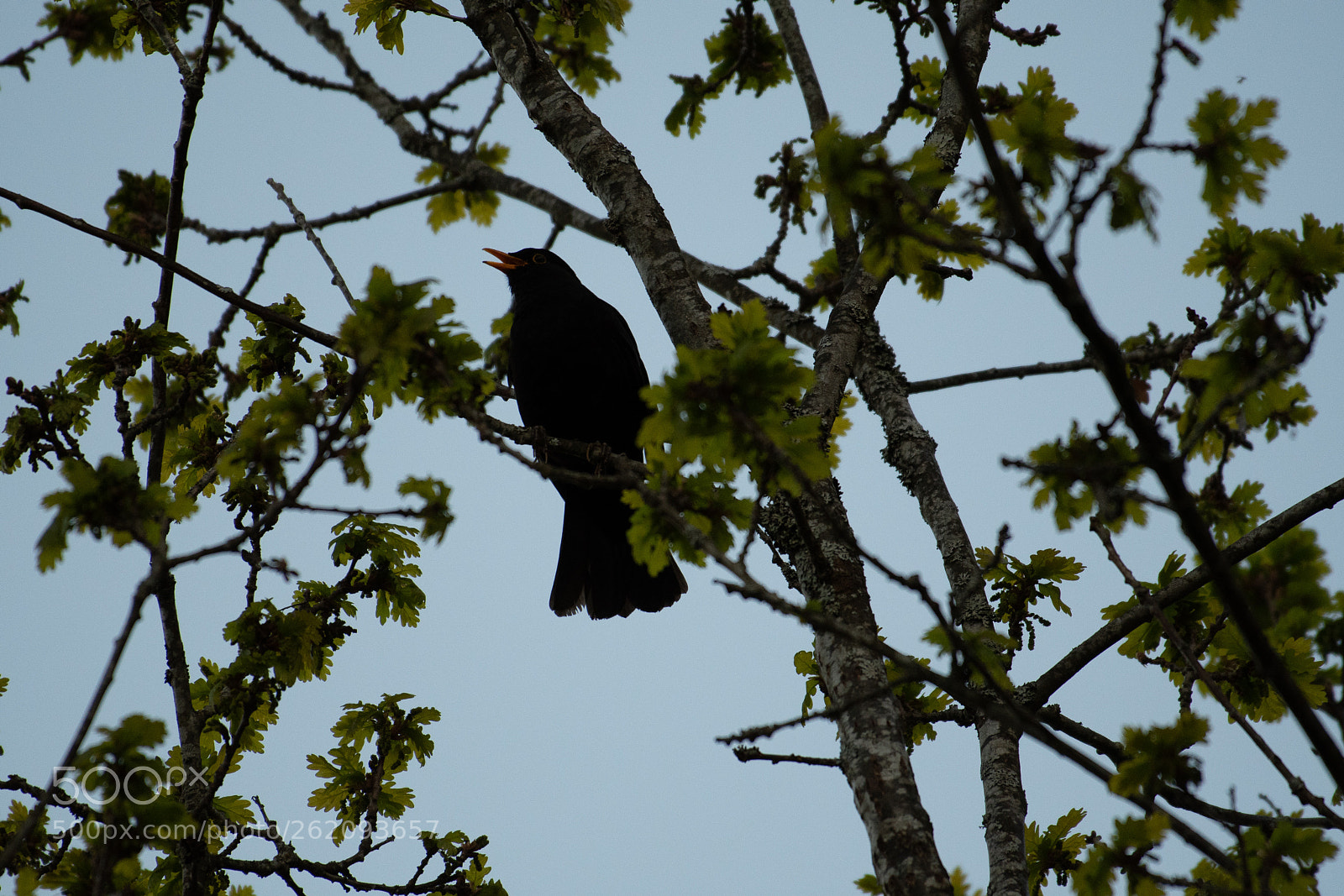Nikon D500 sample photo. 500px-4.jpg photography