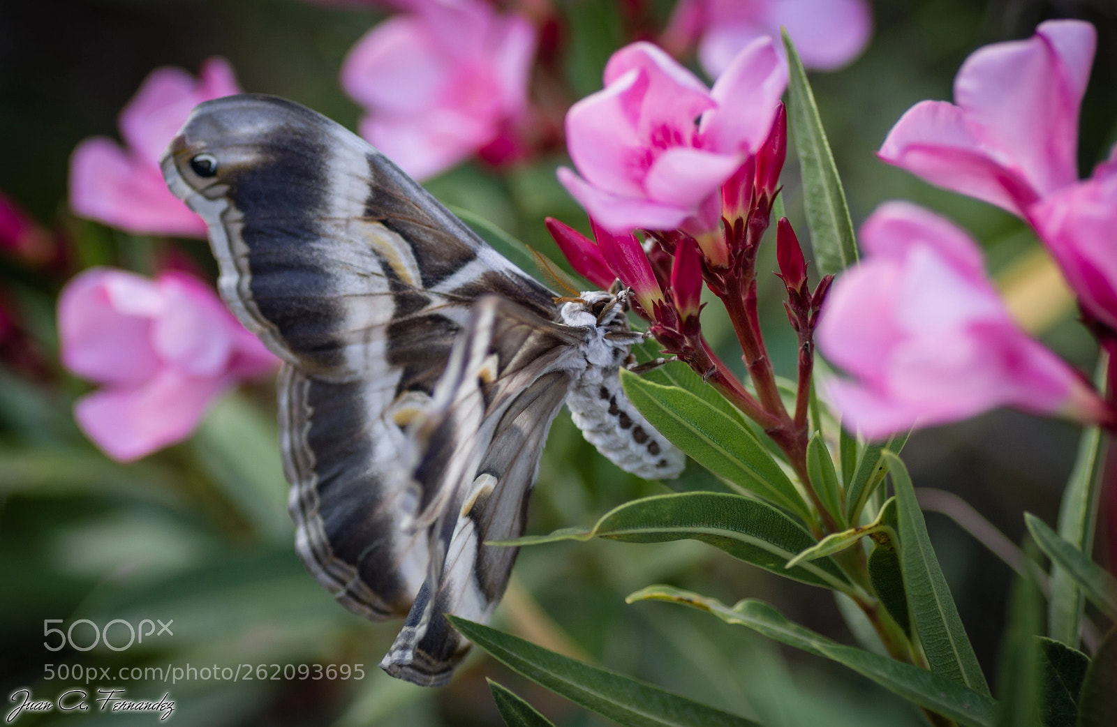 Nikon D7200 sample photo. Samia ricini 3 photography