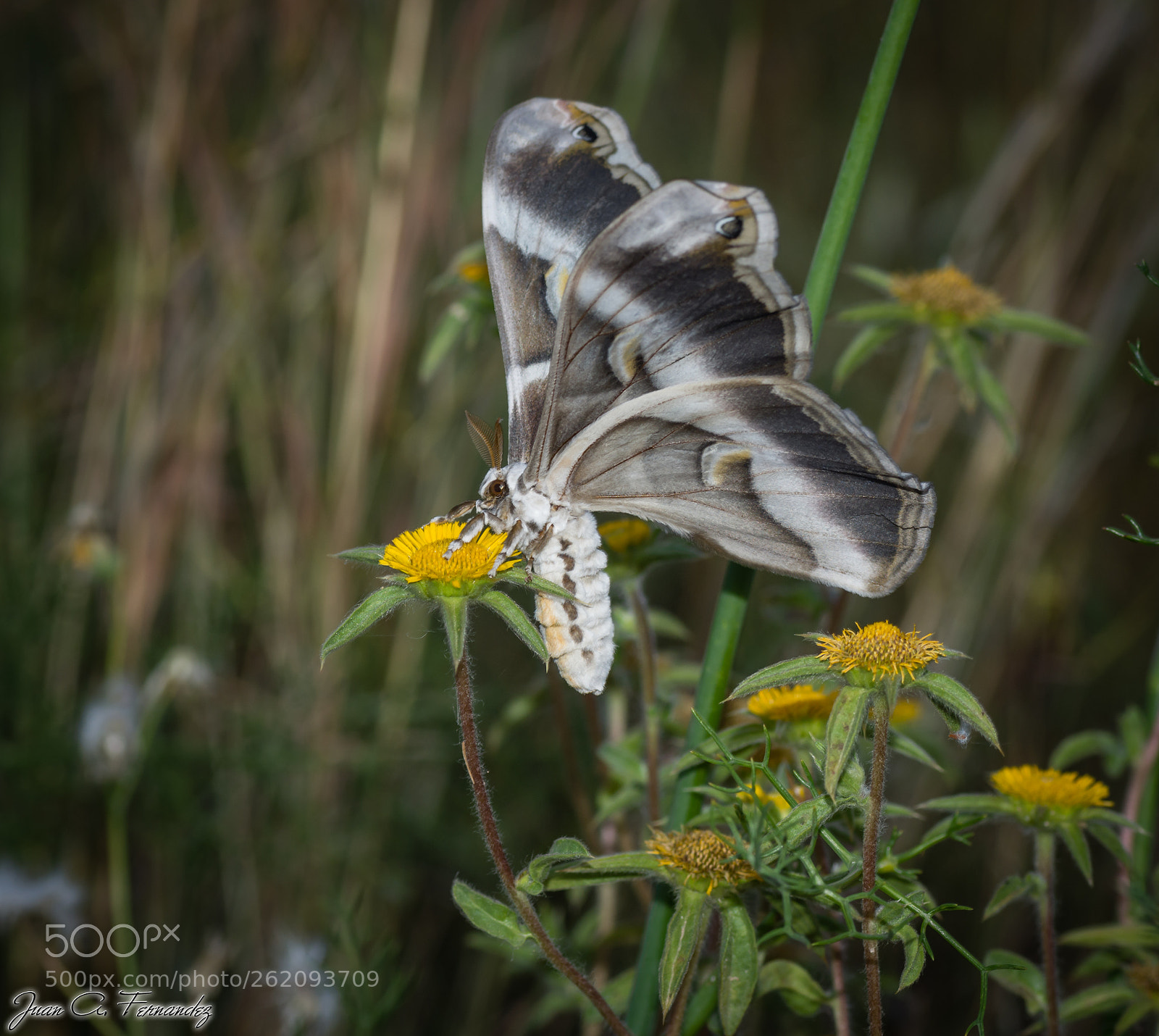 Nikon D7200 sample photo. Samia ricini 3 photography