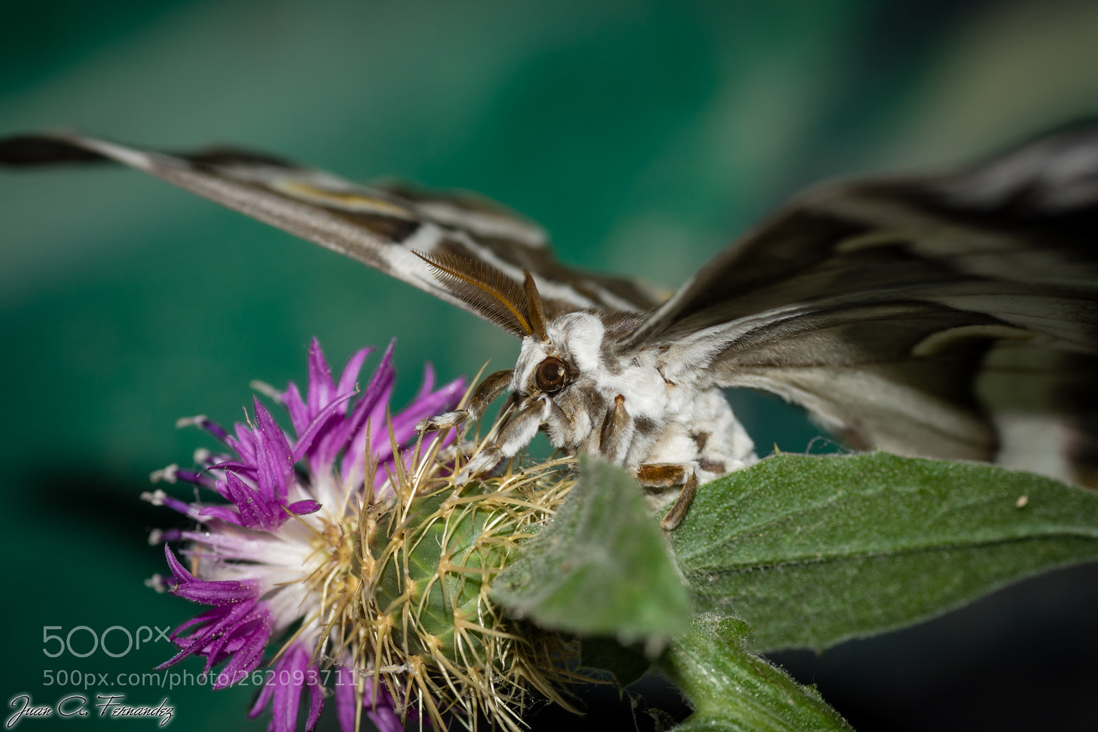 Nikon D7200 sample photo. Samia ricini 3 photography