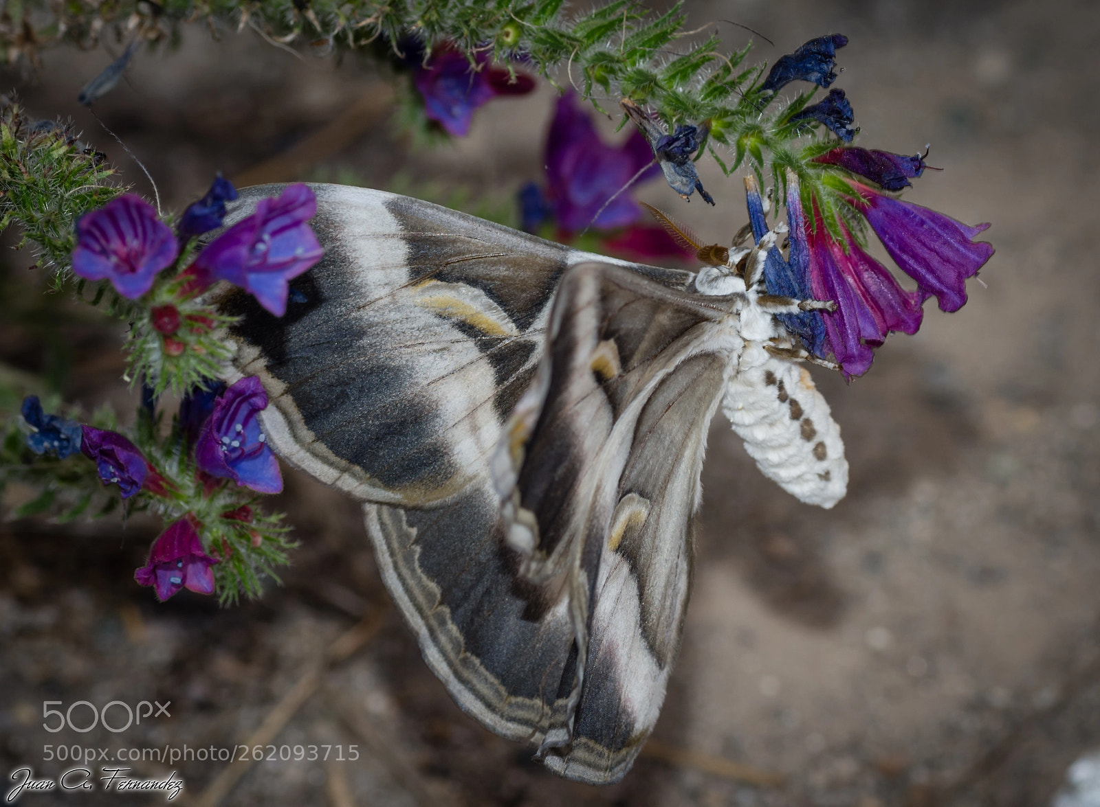 Nikon D7200 sample photo. Samia ricini 3 photography