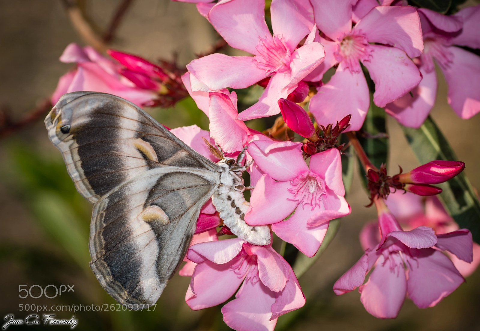 Nikon D7200 sample photo. Samia ricini 3 photography