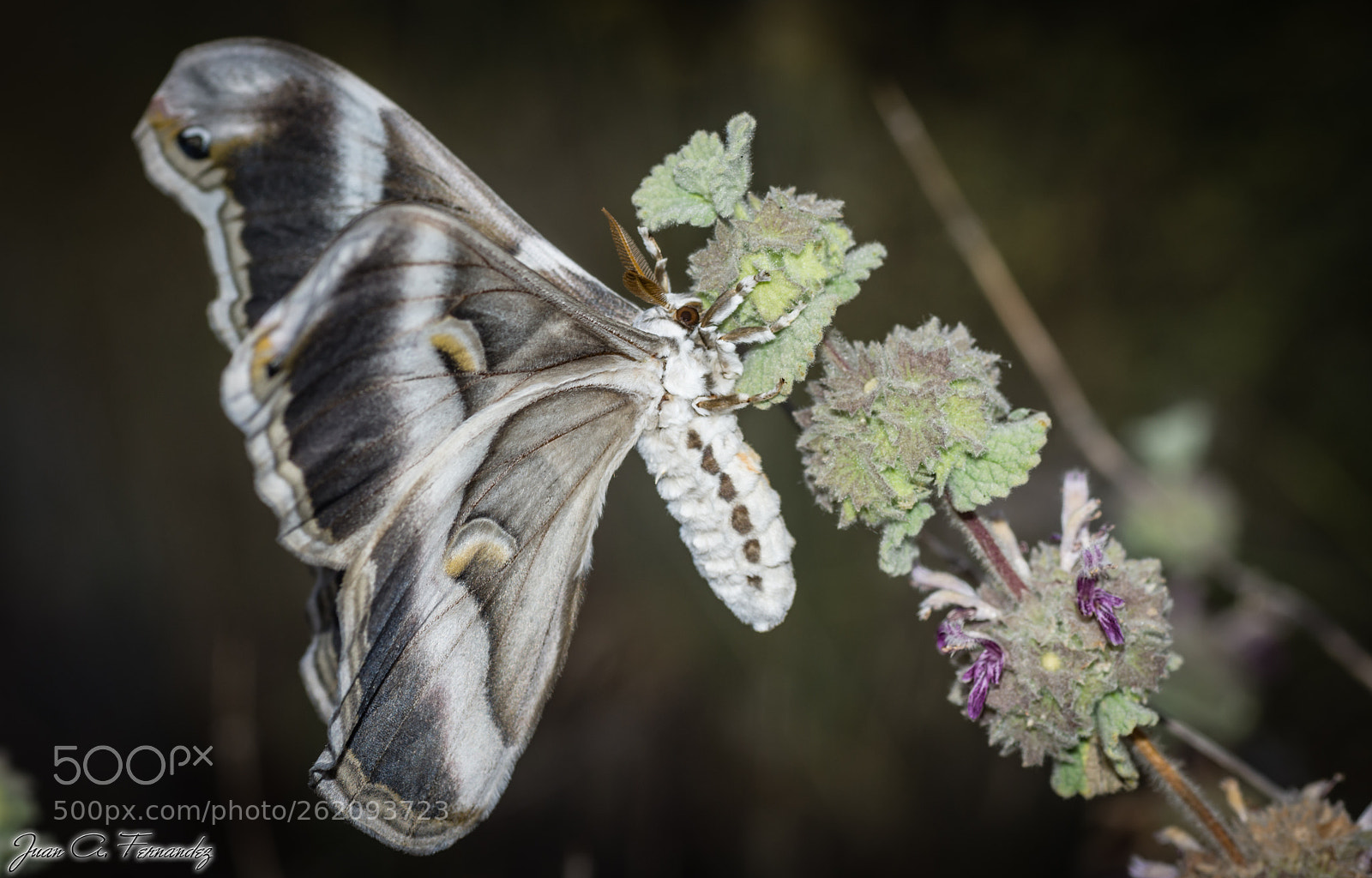 Nikon D7200 sample photo. Samia ricini 3 photography