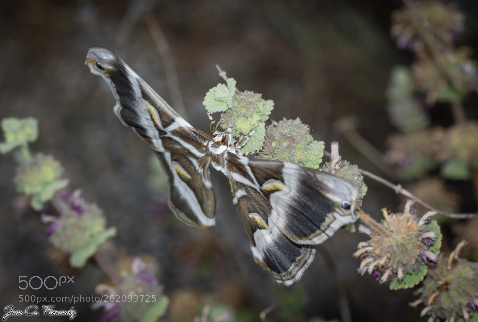 Nikon D7200 sample photo. Samia ricini 3 photography