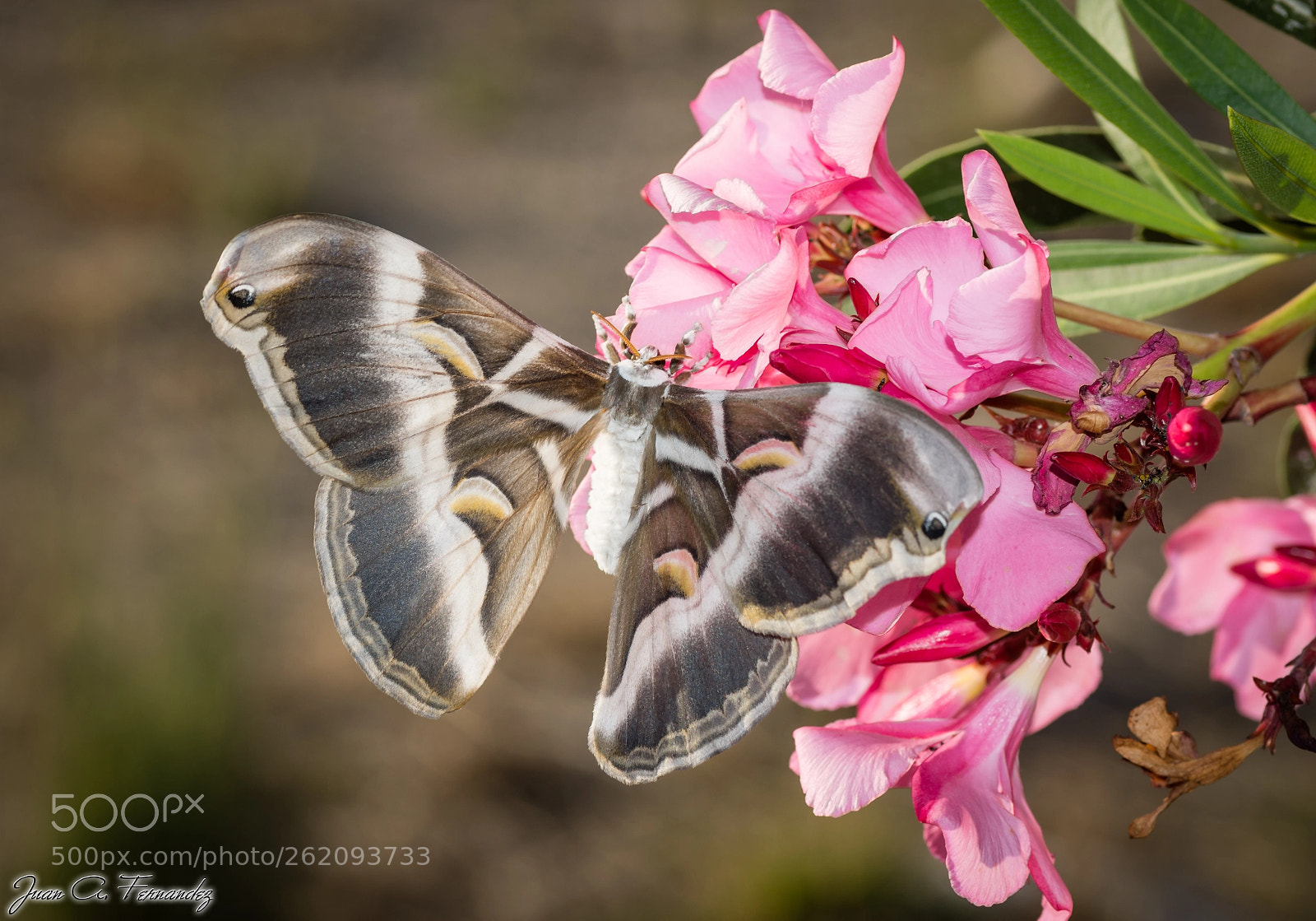 Nikon D7200 sample photo. Samia ricini 3 photography