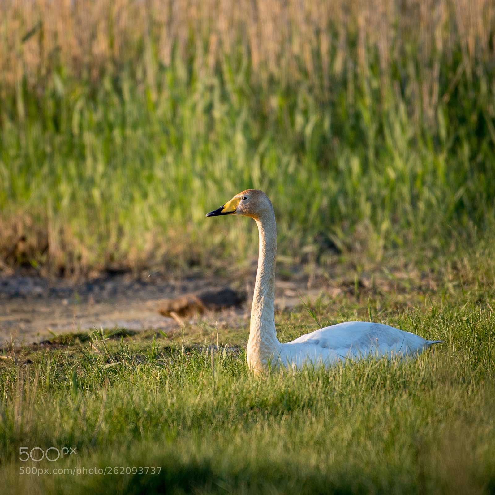 Nikon D500 sample photo. 500px-7.jpg photography