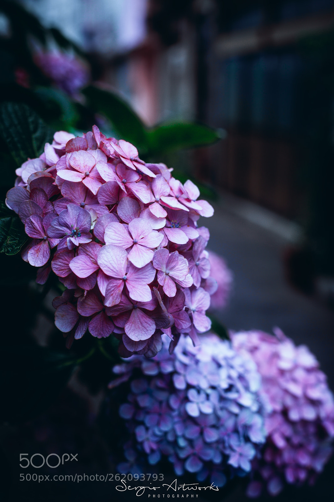 Sony a7 II sample photo. Nakazakicho, osaka photography