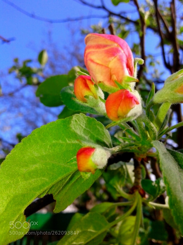 Samsung Galaxy Core sample photo. Spring. apple tree color photography