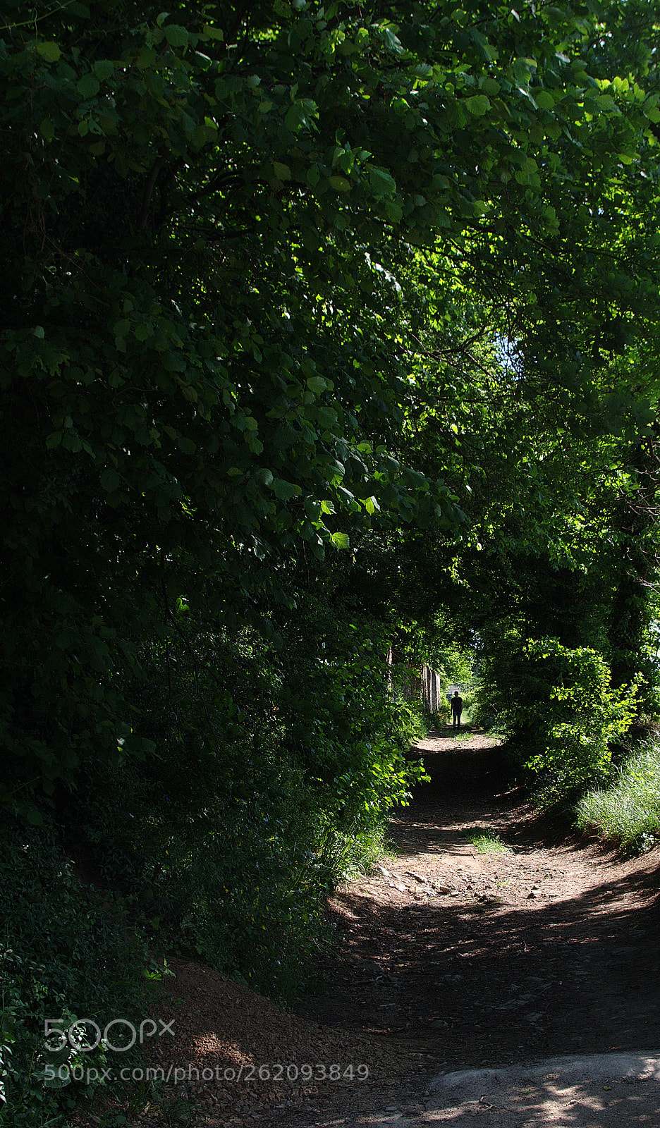 Pentax K-S2 sample photo. Sous-bois photography