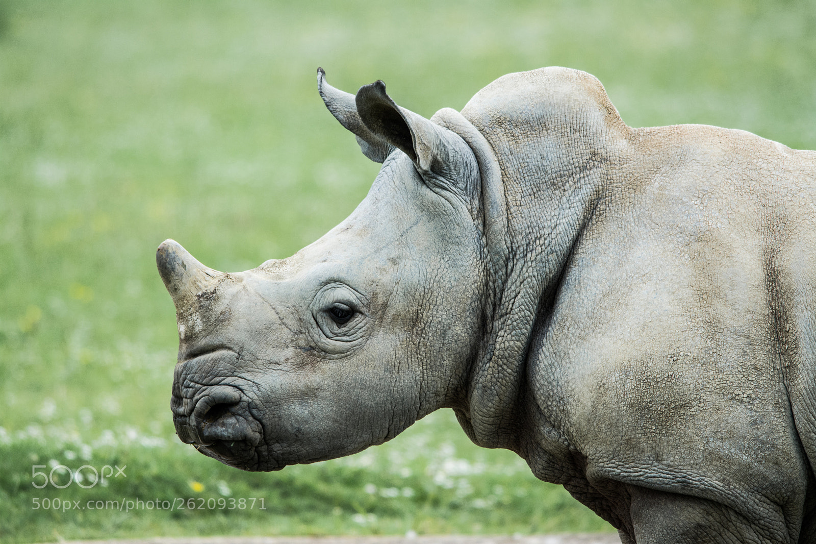 Nikon D7100 sample photo. Baby rhino photography