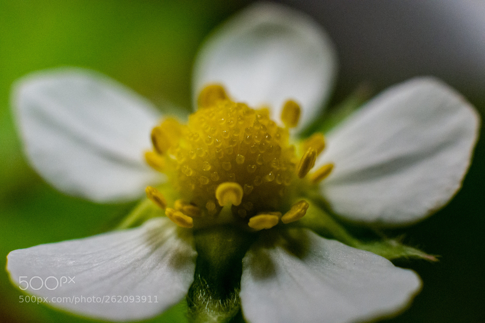 Nikon D7200 sample photo. Wild strawberry bloom photography