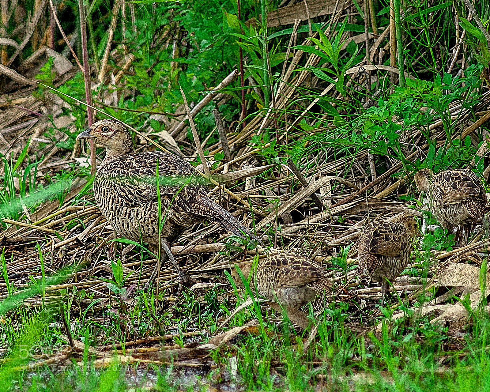 Nikon D500 sample photo. Mother and children photography