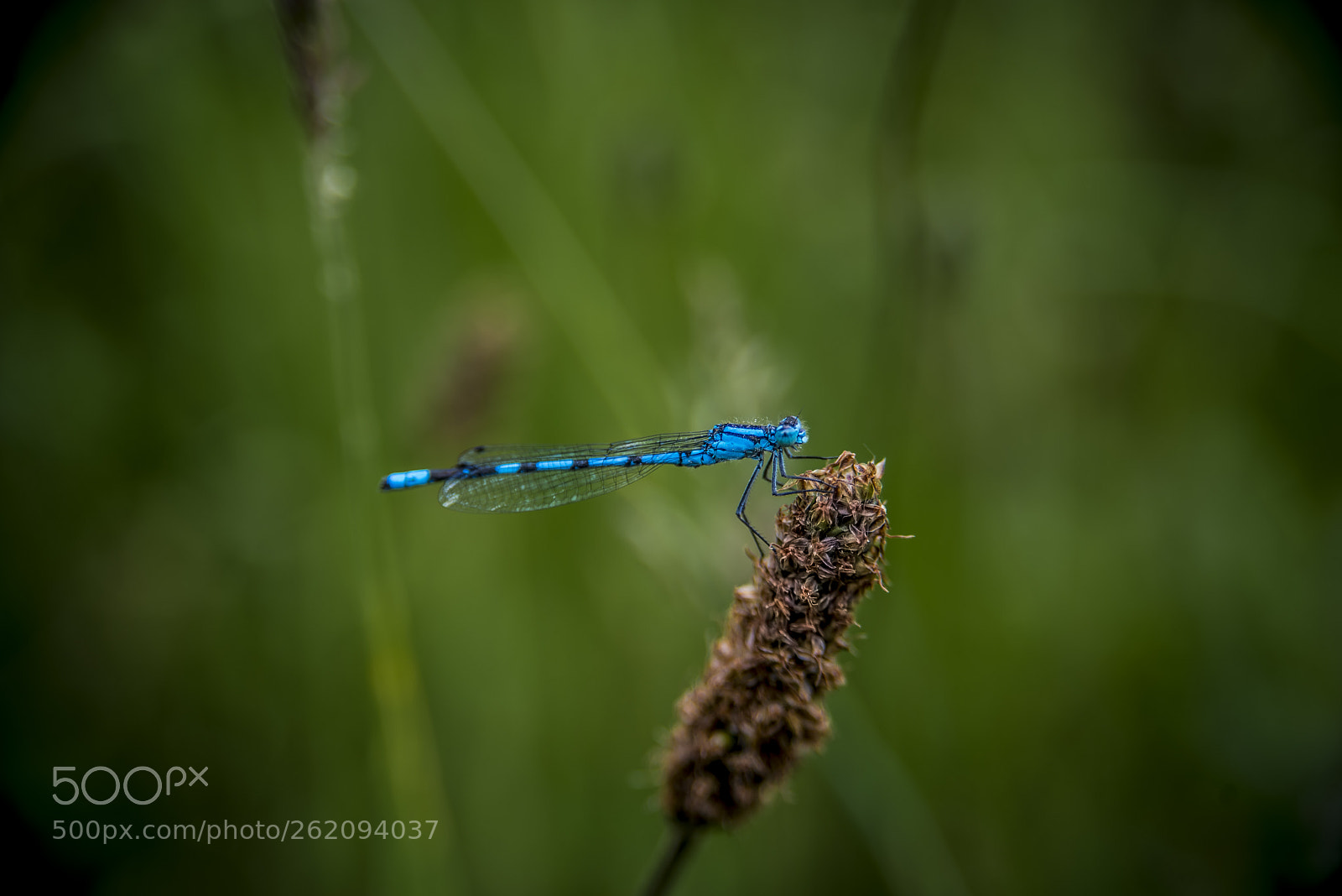 Nikon D750 sample photo. Insects and flowers. photography