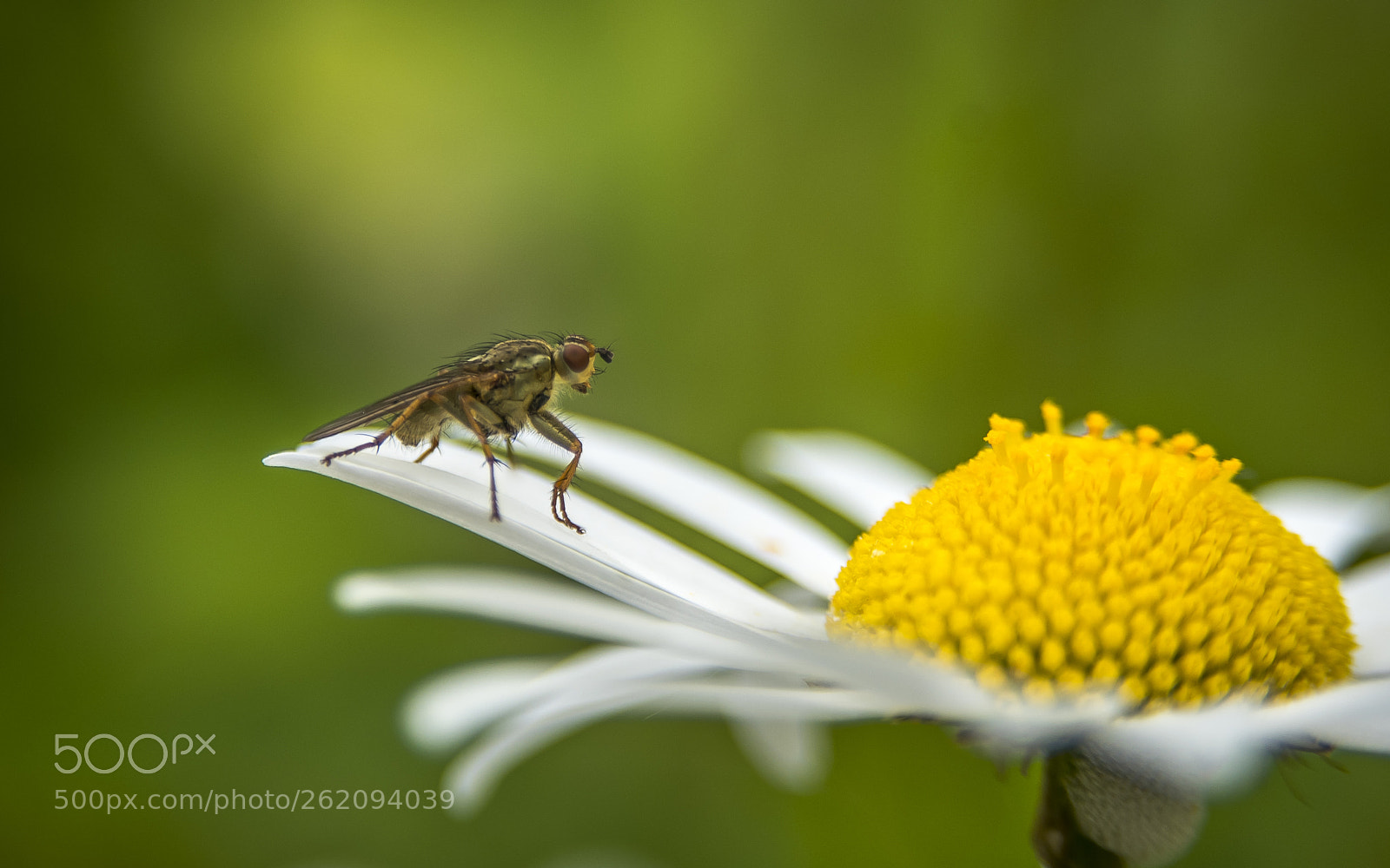 Nikon D750 sample photo. Insects and flowers. photography