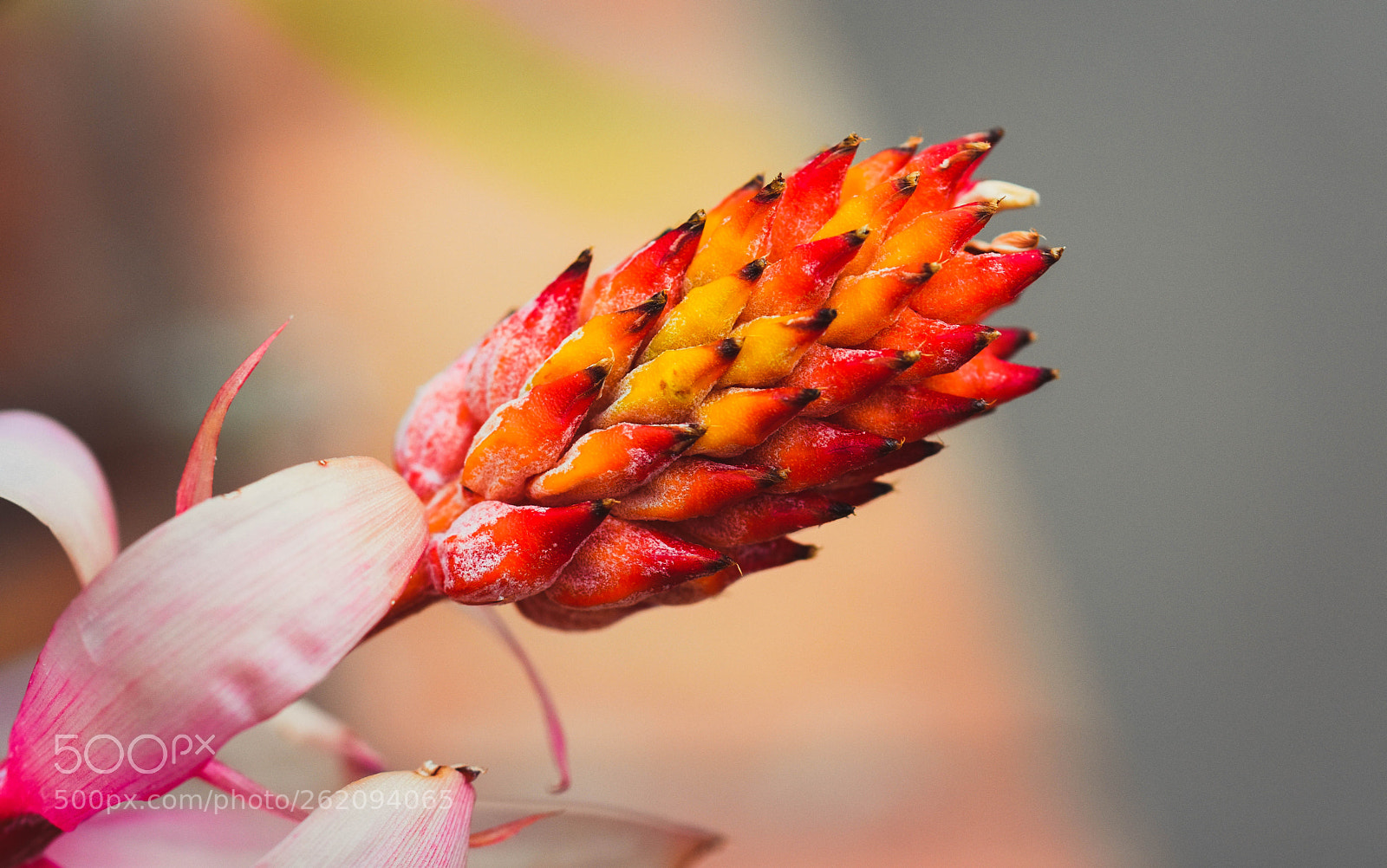 Nikon D3400 sample photo. Flower bud photography