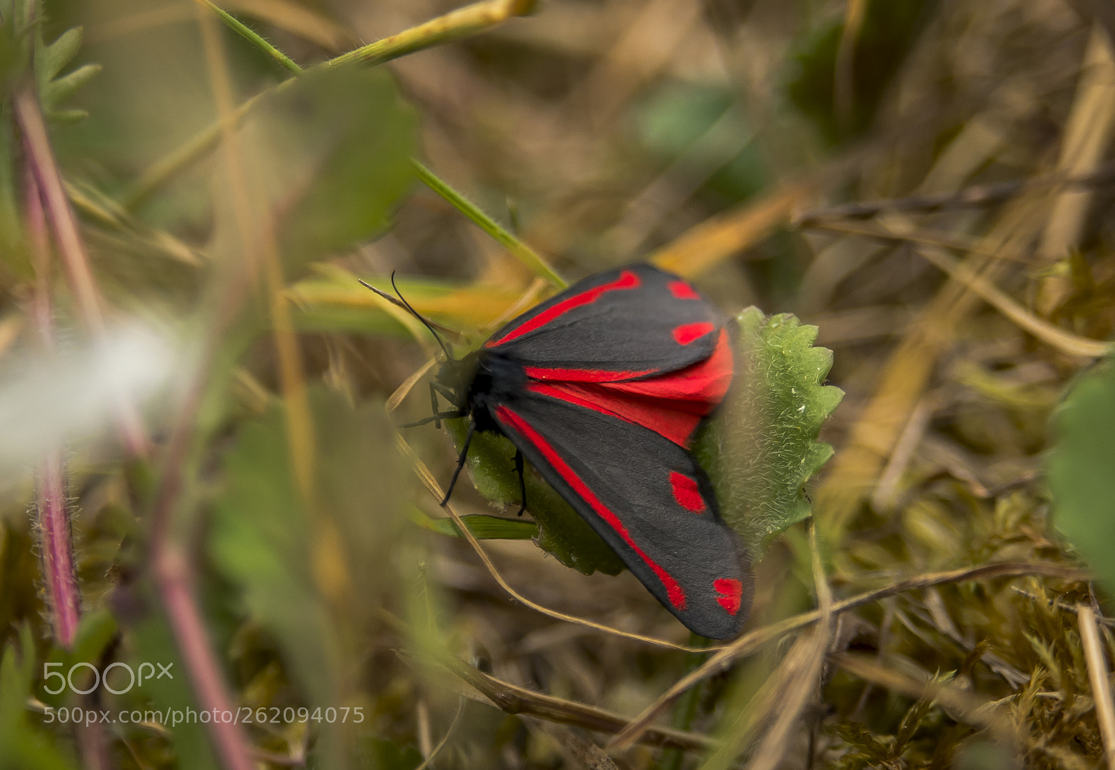 Nikon D750 sample photo. Insects and flowers. photography