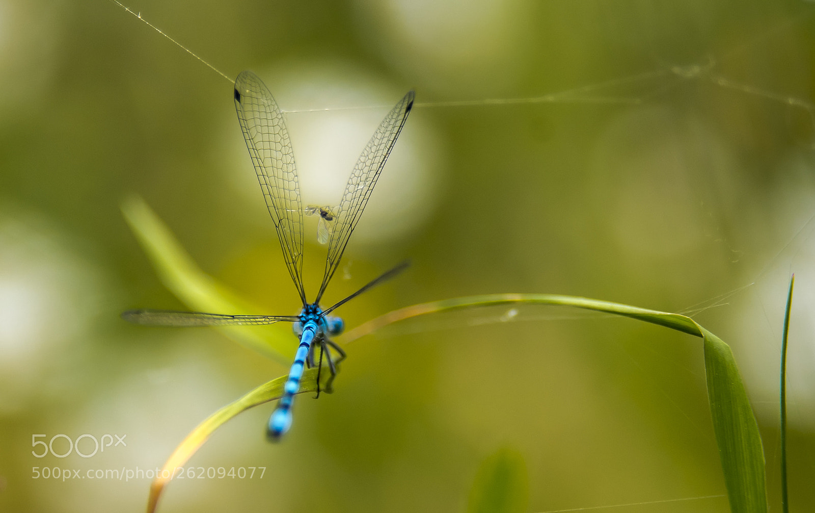 Nikon D750 sample photo. Insects and flowers. photography